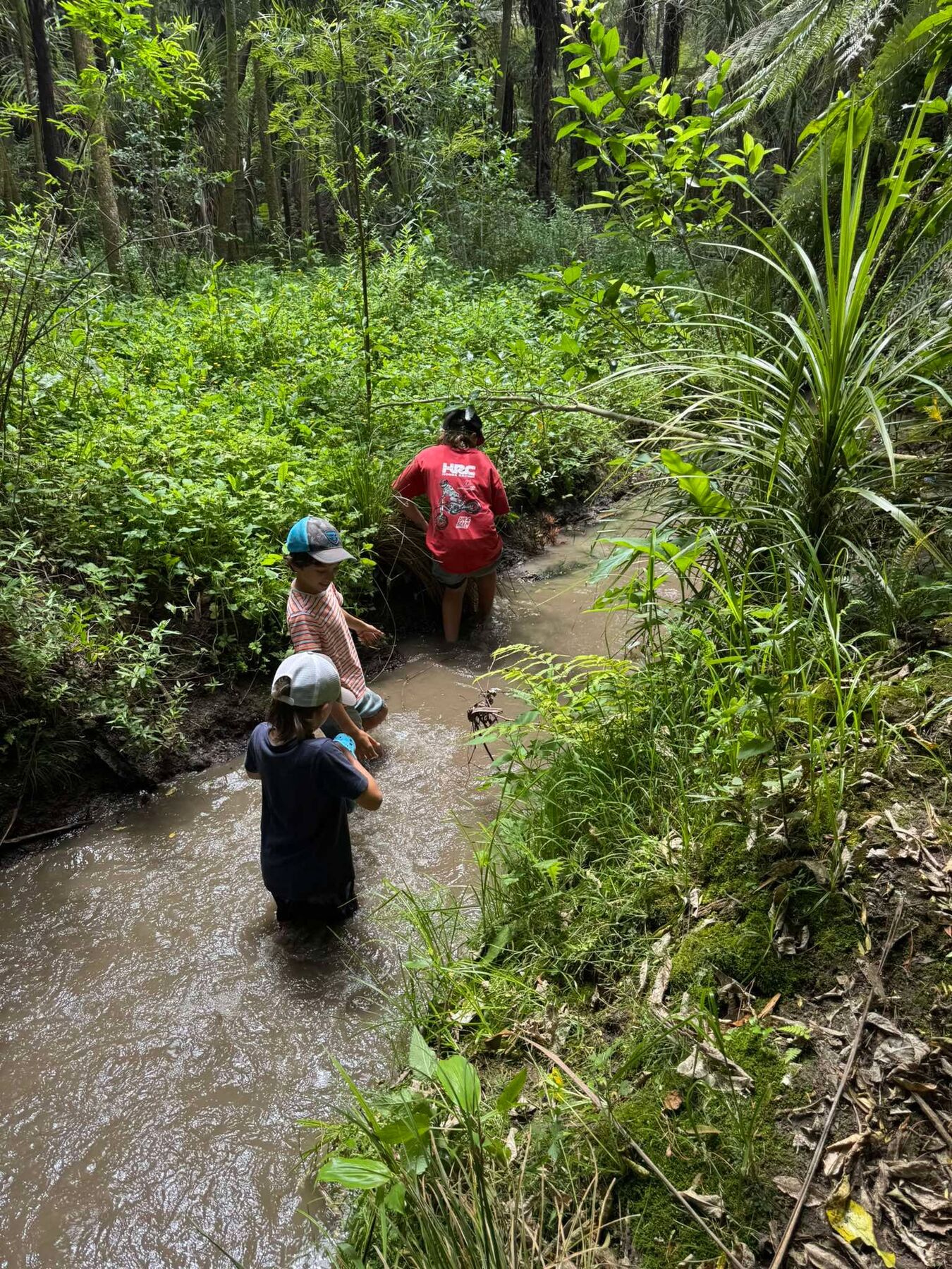 Children exploring a forest stream
